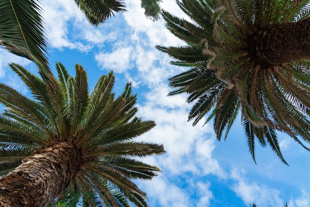 Beautiful green palm trees against the blue sunny sky with light clouds background.