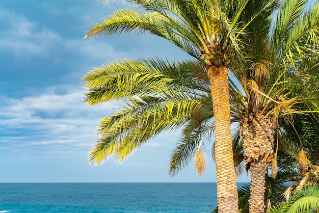 Beautiful green palm trees against the blue sunny sky with light clouds and ocean on background.