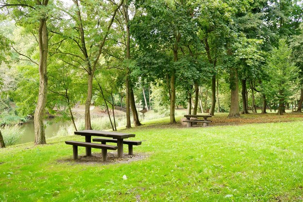 Красивый зеленый парк у озера со скамейкой в окружении деревьев