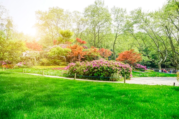 Foto gratuita bellissimo parco verde