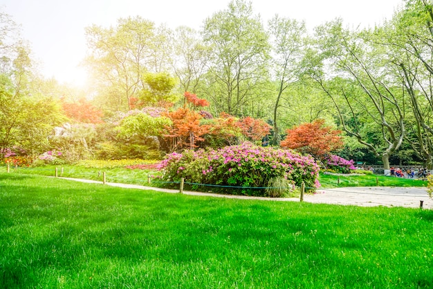 beautiful green park 