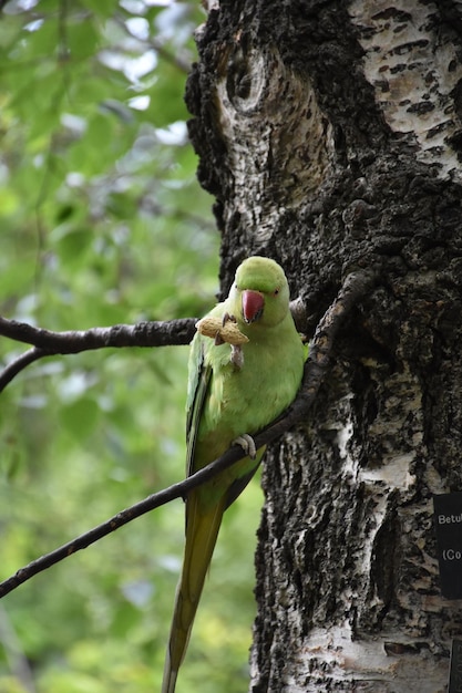 Beautiful green parrot snacking on a peanut while perched in a tree