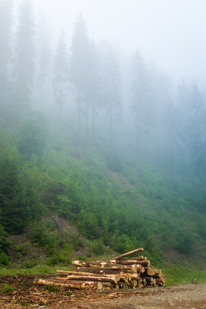 Красивые зеленые сосны в тумане на Карпатах в Украине.