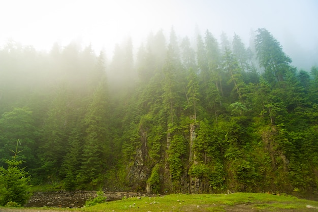 Beautiful green pine trees and river on Carpathian mountains in Ukraine