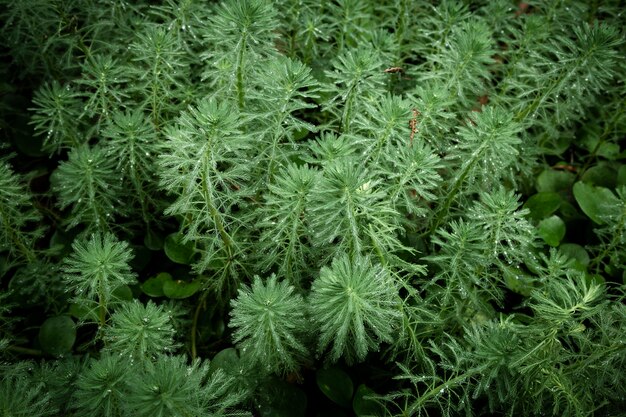 Beautiful green plants 