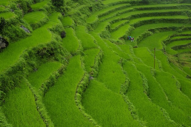 낮 동안 네팔 히말라야 산맥에 위치한 아름다운 녹색 계단식 논