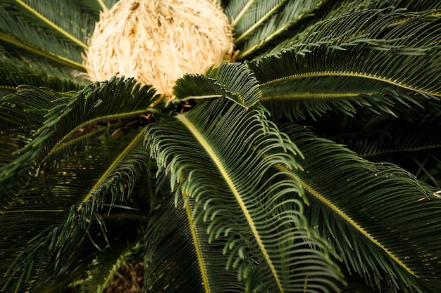 美しい緑の熱帯植物