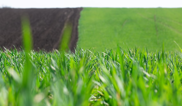 Beautiful green wheat fields in Ukraine. Green wheat sprouts in a field, close-up. Concept ecology protection. Explore the world's beauty.