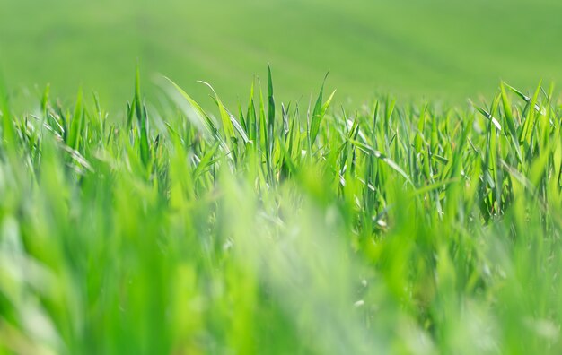 ウクライナの美しい緑の麦畑。畑の緑の小麦の芽、クローズアップ。コンセプトエコロジー保護。世界の美しさを探検してください。