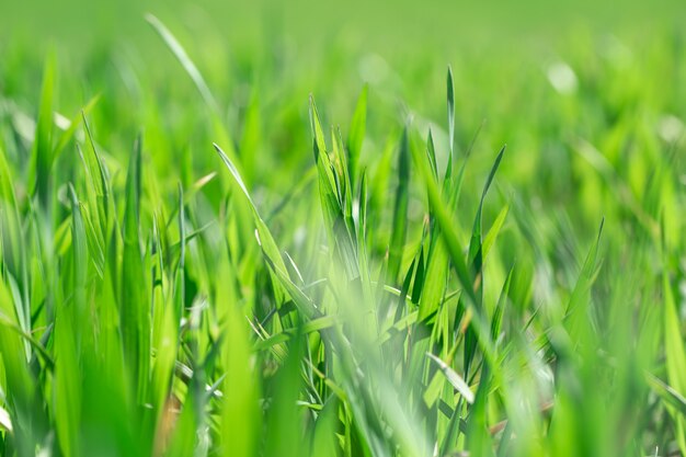 ウクライナの美しい緑の麦畑。畑の緑の小麦の芽、クローズアップ。コンセプトエコロジー保護。世界の美しさを探検してください。