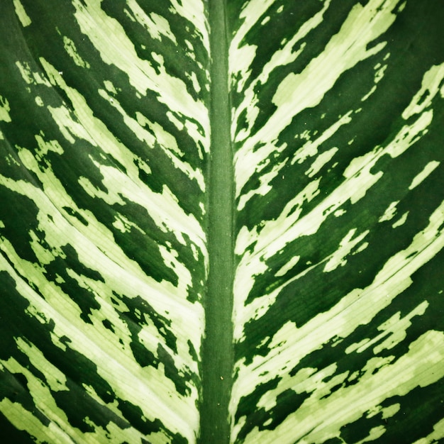 Beautiful green and white tropical leaf closeup