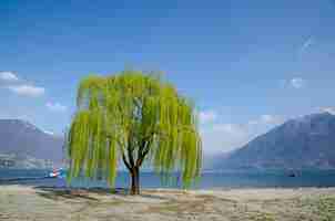 Free photo beautiful green willow tree overlooking the a lake surrounded by mountains