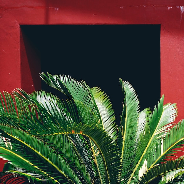 Foto gratuita bella vegetazione e un muro rosso