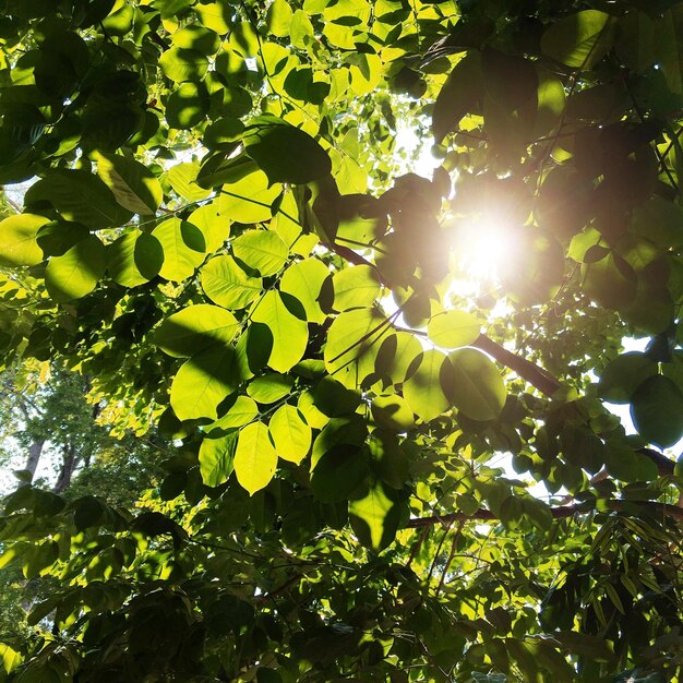 Beautiful greenery