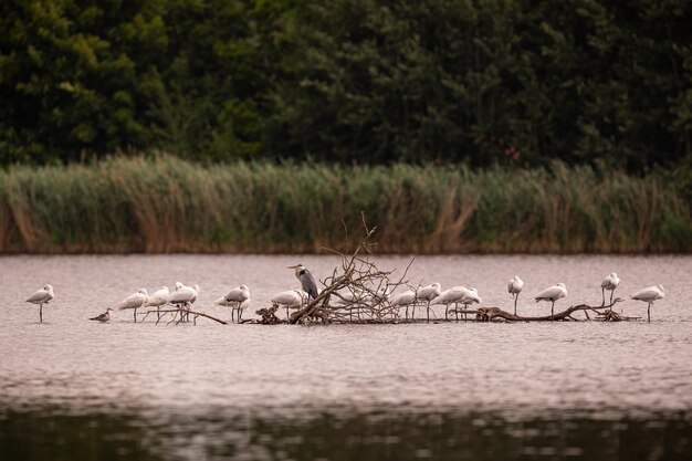 Beautiful grey heron in the meadow wonderful bird in nature habitat