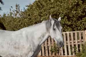 Foto gratuita bellissimo cavallo grigio in mela bianca, primo piano del muso, aspetto carino, criniera, sfondo del campo da corsa, recinto, alberi. i cavalli sono animali meravigliosi