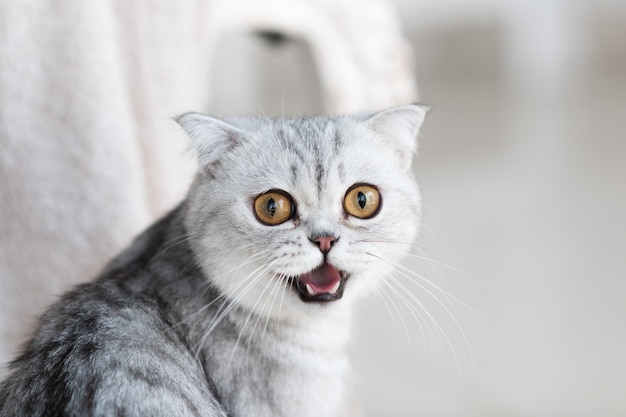 白い床に黄色の目を持つ美しい灰色のタブビー猫が立っている