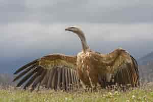 Free photo beautiful griffon vulture with open wings