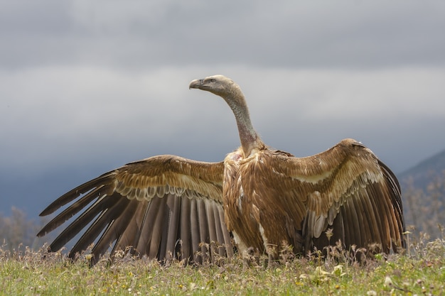 beautiful Griffon vulture with open wings