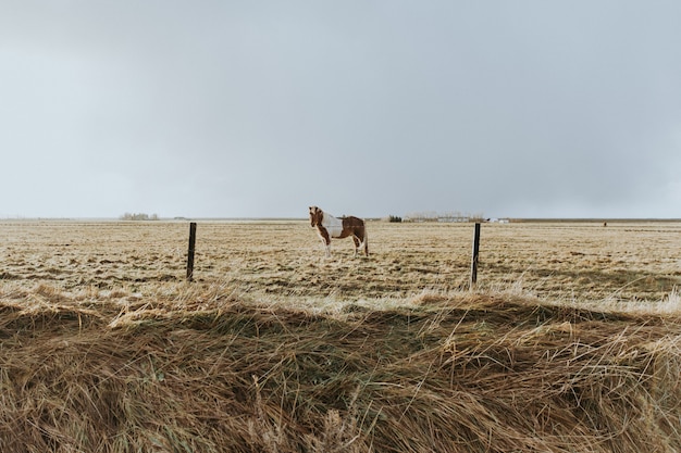 Красиво выращенный дикий пони стоит в поле сухой травы за проволочной изгородью