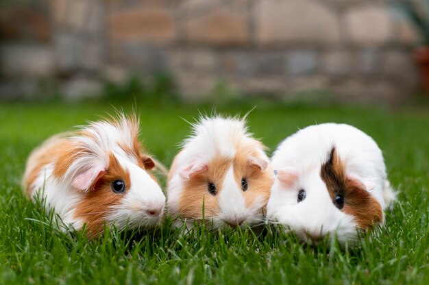 Beautiful guinea pig pet portrait