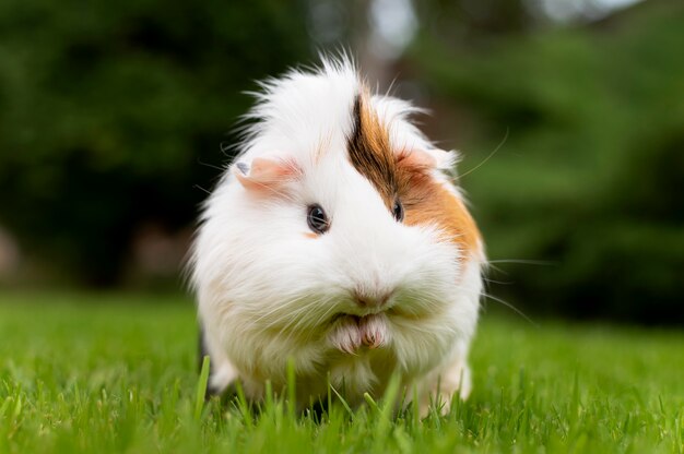 Beautiful guinea pig pet portrait