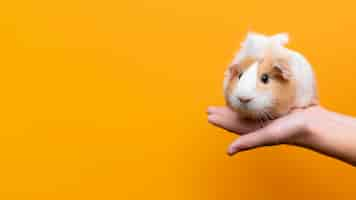 Free photo beautiful guinea pig pet portrait