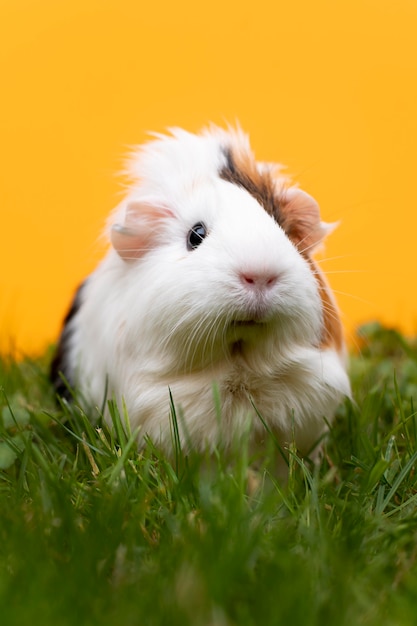 Beautiful guinea pig pet portrait