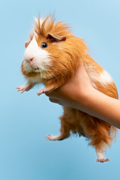 Beautiful guinea pig pet portrait