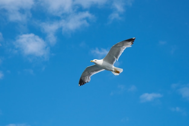 Free photo beautiful gull with sky background