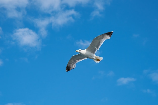 Beautiful gull with sky background
