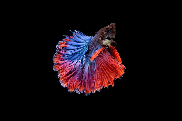 아름다운 반달 파란색과 빨간색 betta splendens, 샴 싸우는 물고기 또는 수족관에 있는 태국 인기 물고기의 pla-kat.
