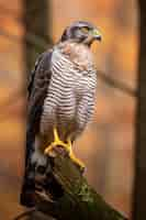 Free photo beautiful hawk in nature