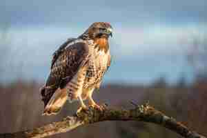 Free photo beautiful hawk in nature