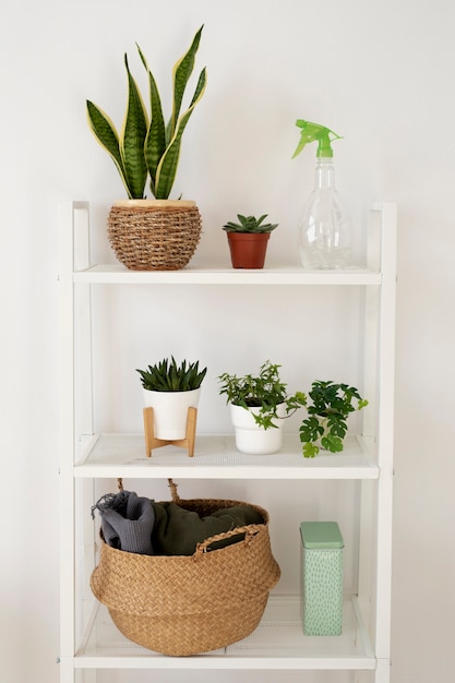 Beautiful healthy plants on shelves