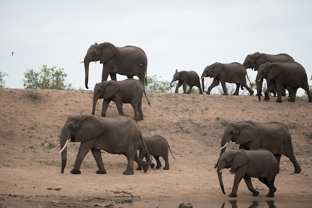 Красивое стадо африканских слонов