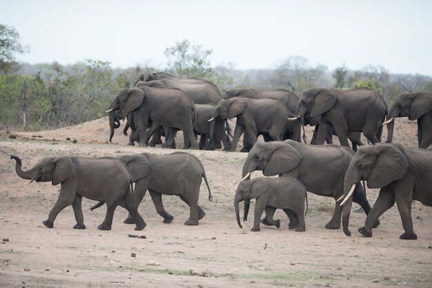 Beautiful herd of african elephants