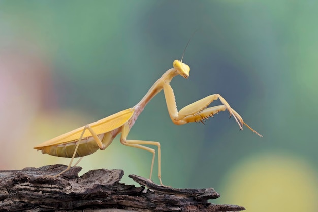 Free photo beautiful hierodula sp golden praying mantis self defense position on wood closeup insect