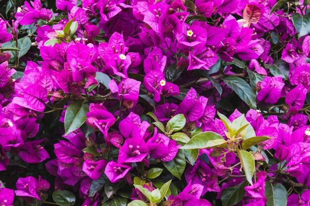 Beautiful high angle shot of Bougainvilleas