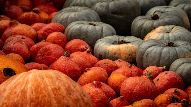 Free photo beautiful high angle shot of many colorful pumpkins after the harvest