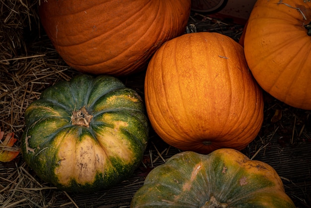 Free photo beautiful high angle shot of orange and green pumpkins fille don a dry grass