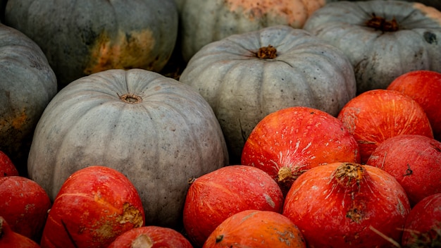 Beautiful high angle shot of small orange and big green pumpkins