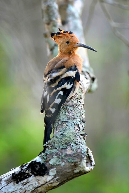 Beautiful hoopoe possing on branch