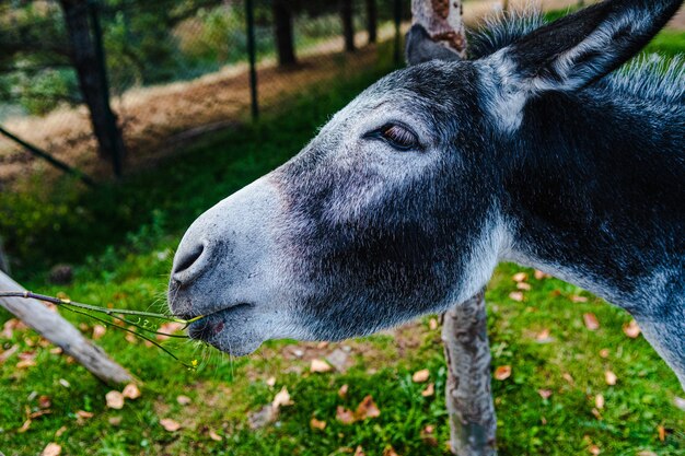Beautiful horizontal shot of a black donkey with white snout