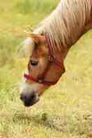 Foto gratuita bellissimo cavallo che mangia erba