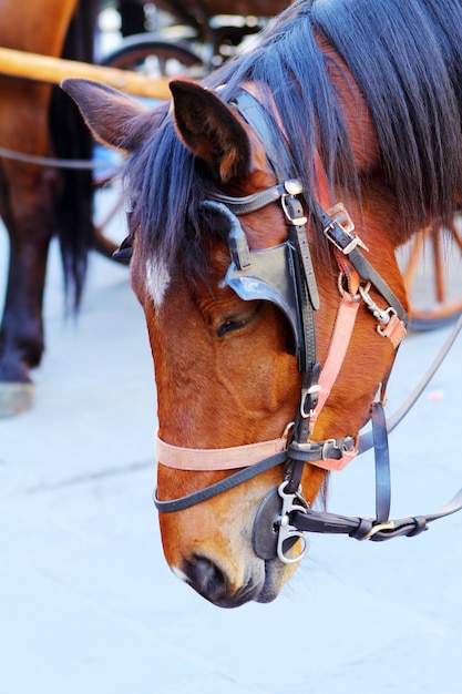 Free photo beautiful horse