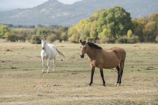 시골의 풀밭에 있는 아름다운 말들