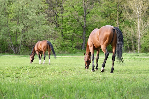 Красивые лошади, свободно пасущиеся в природе.