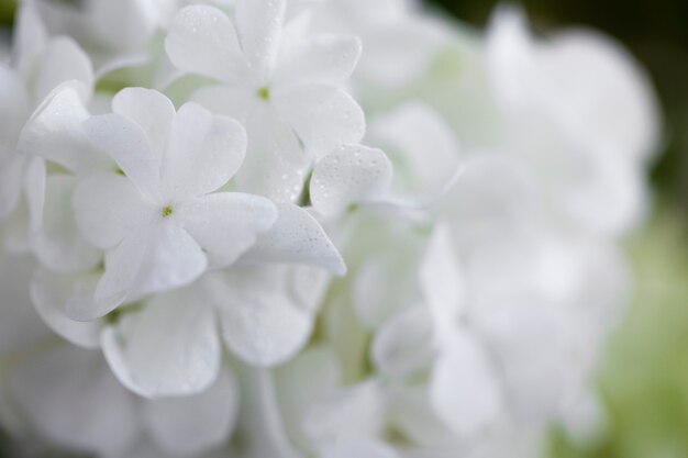Beautiful hydrangea flower close up