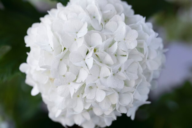 Beautiful hydrangea flower close up